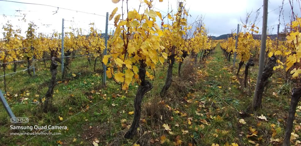 Pinot Noir in Baden-Württemberg. - Pinot Noir Tasting Experiences