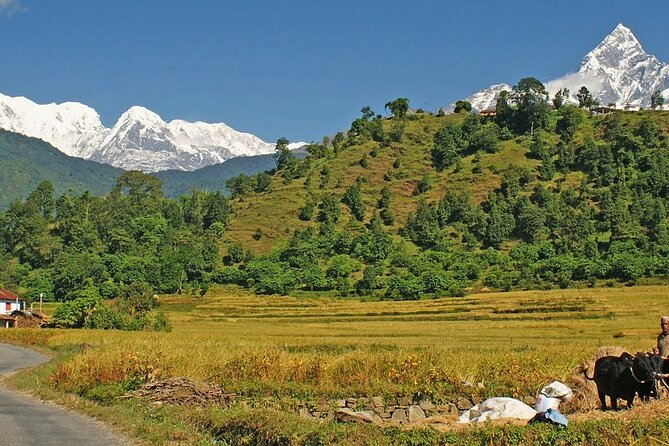 Pokhara: 4 Days Royal Trek With Family - Common questions