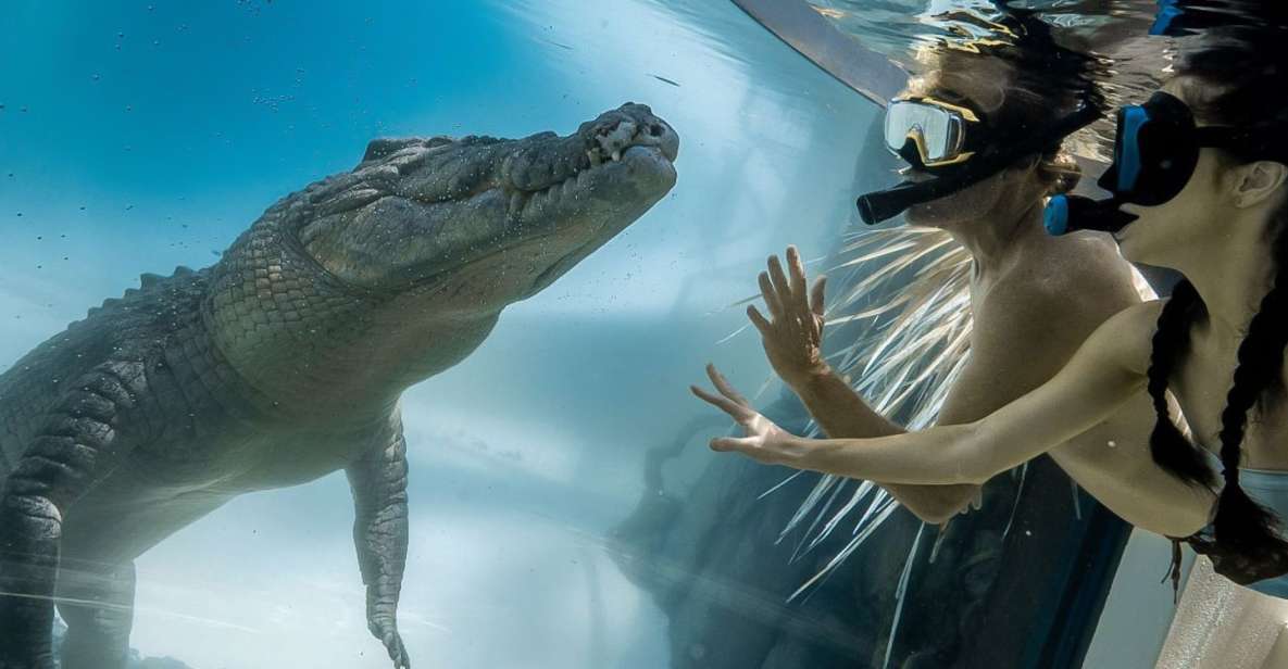 Port Douglas: Wildlife Habitat Swim With Crocodiles - Itinerary