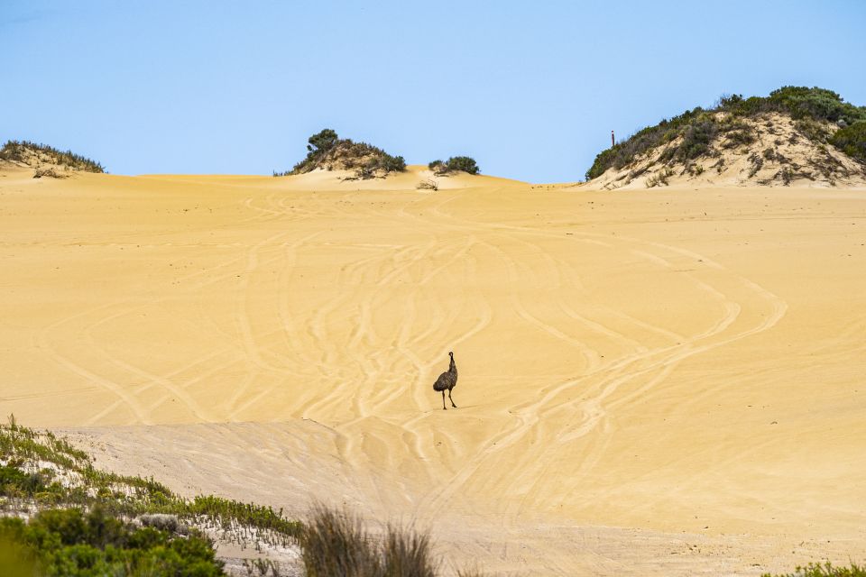 Port Lincoln: Wildlife and Sightseeing Full-Day 4WD Tour - Tour Highlights and Inclusions