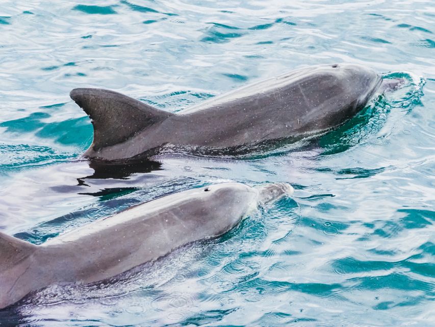 Port Stephens: Dolphin Watching Cruise - Experience Overview