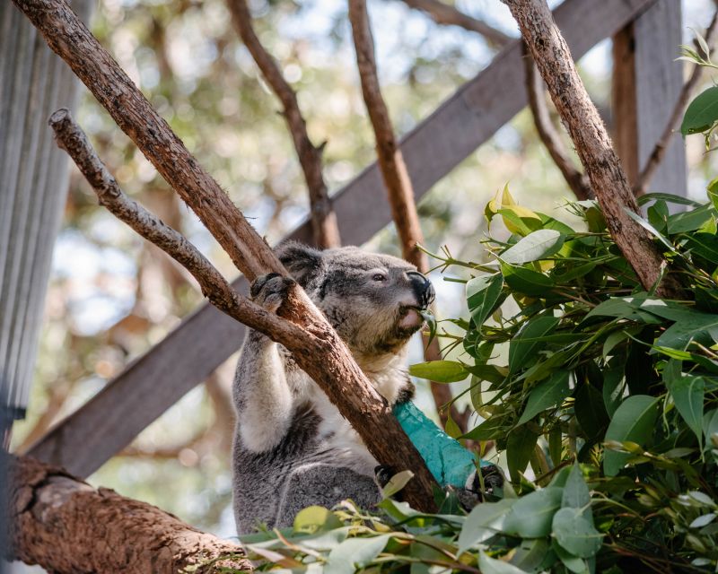 Port Stephens: Koala Sanctuary General Admission Ticket - Full Description