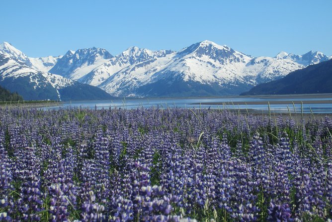 Portage Glacier Cruise a Self-Guided Tour - Experience Highlights