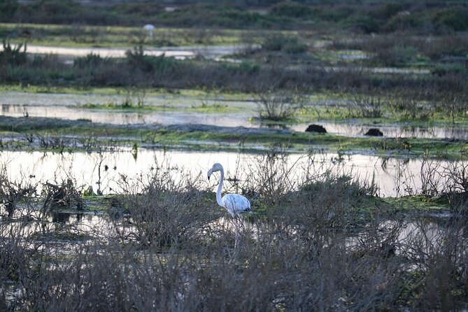 Portimão and Lagoa: Algarve Nature & Wildlife Tour in a VW T2 Van - Pickup and Drop-off Logistics