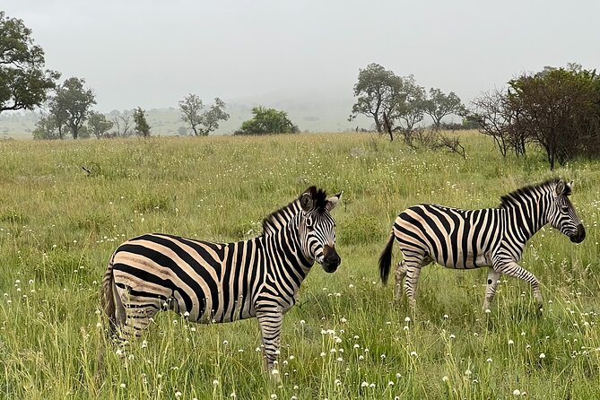 Private 3-Hour Pilanesberg Park Game Drive From Johannesburg Tour - Traveler Experience Insights