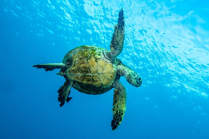 Private Big Island Snorkel Tour - Reviews