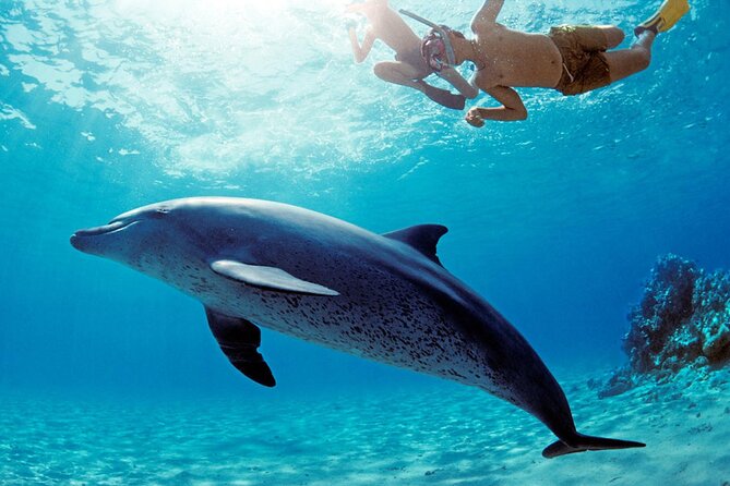 Private Boat to Dolphin House Full Day Snorkeling Sea Trip Max 10 Pax - Hurghada - Security Requirements