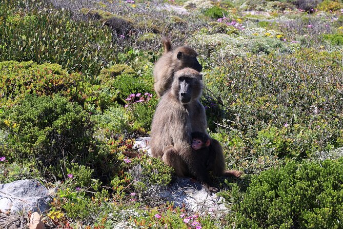 Private Cape of Good Hope Tour With Table Mountain Ticket Including Park Fees - Tour Itinerary and Attractions