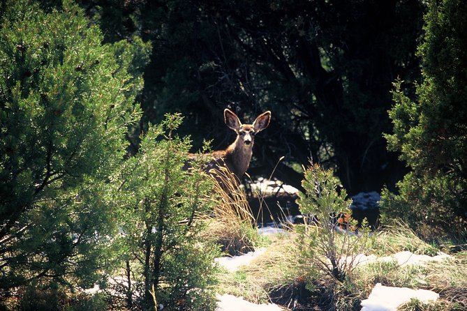 Private Colorado Plateau Ascent: Guided Hummer Tour in Sedona - Customer Reviews