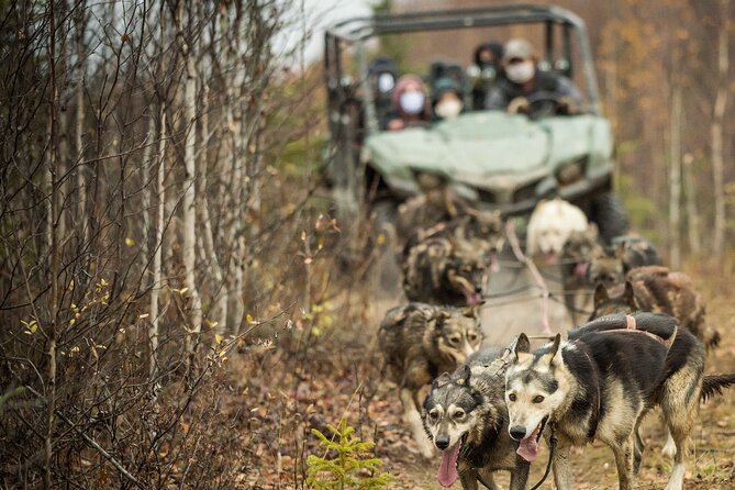 Private Fall Foliage Mushing Cart Ride in Fairbanks - Important Information