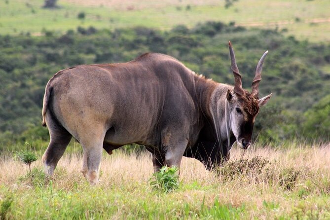 Private Full-Day Addo Elephant National Park Safari - Timing Schedule