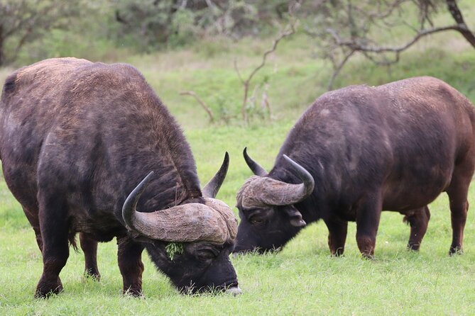 Private Full-Day Addo Elephant Park & Giraffe Walk Safari - Private Tour Experience