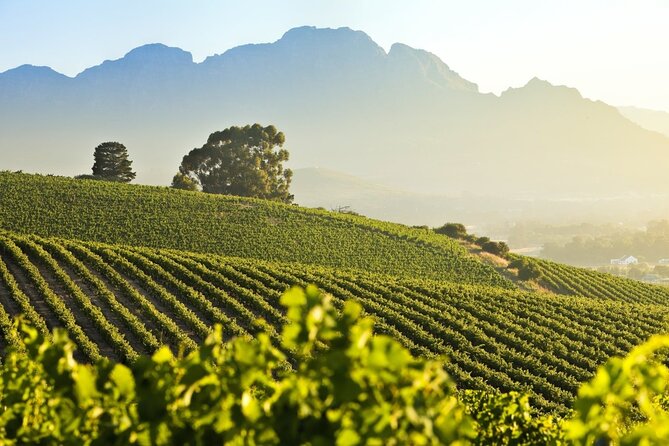 Private Full-Day Stellenbosch Wine Tour - Customer Support and Assistance