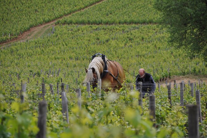 Private Full Day Tour - Côte De Nuits : Pinot Noir Paradise - Wine Tasting Experience