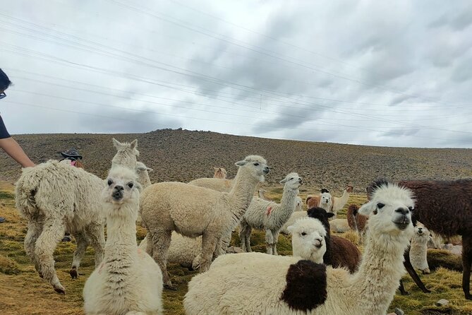 Private Full Day Tour of Ruta Del Sol From Puno to Cusco - Booking Information