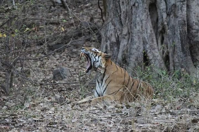 Private Full Day Trip to Ranthambore - Additional Information