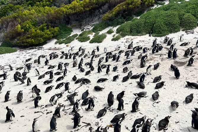 Private Guided Tour in Cape of Good Hope and Table Mountain - Scenic Views