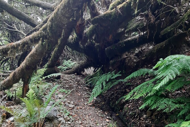 Private Guided Walk Levada Brasileiro – Levada Do Moinho - Cancellation Policy