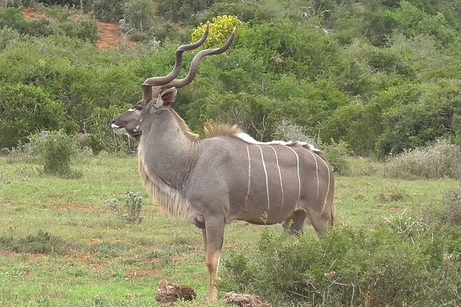 Private Half-Day Addo Elephant National Park Safari - Traveler Assistance