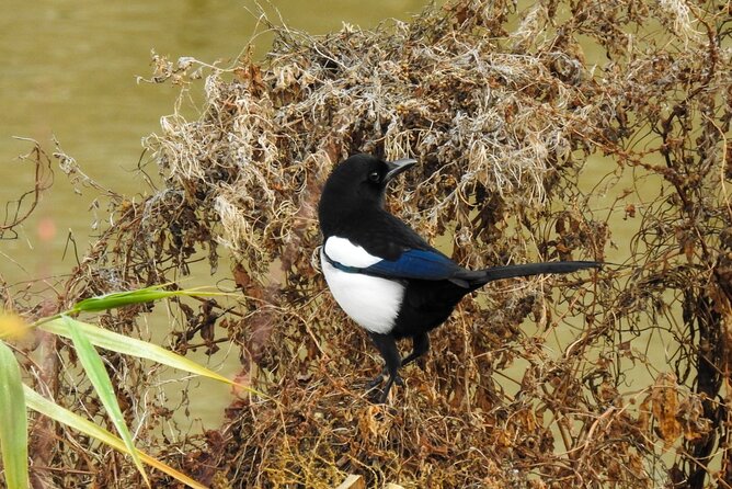 Private Half-Day Birding Tour in Madrid Rio - Accessibility Information