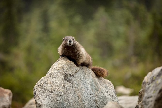 Private Mt Rainier National Park Day Trip From Seattle - Additional Information