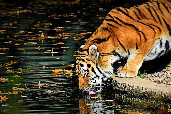 Private Ranthambore Wildlife Tiger Safari Tour From Delhi - Reviews