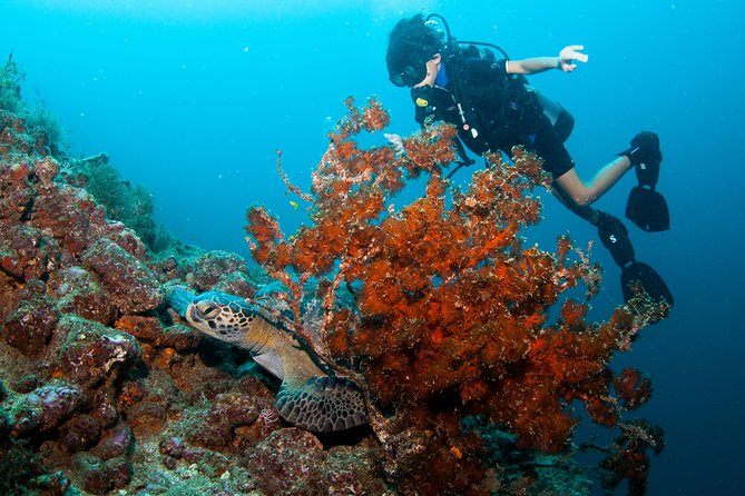 Private Scuba Diving Puerto Vallarta Undersea - Cancellation Policy and Traveler Photos
