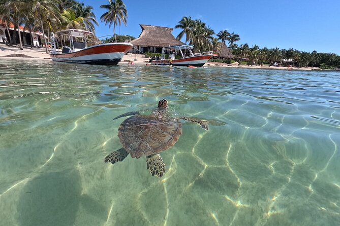 Private Snorkeling With Sea Turtles in Akumal Beach - Service Quality