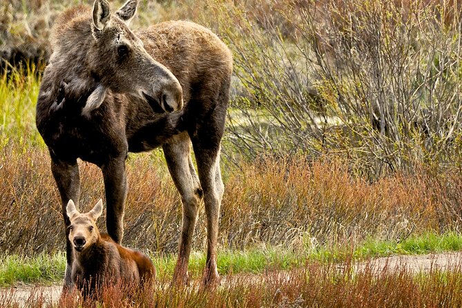 Private Sunset 4-Hour Grand Teton Wildlife Adventure - Expert Naturalist Guides