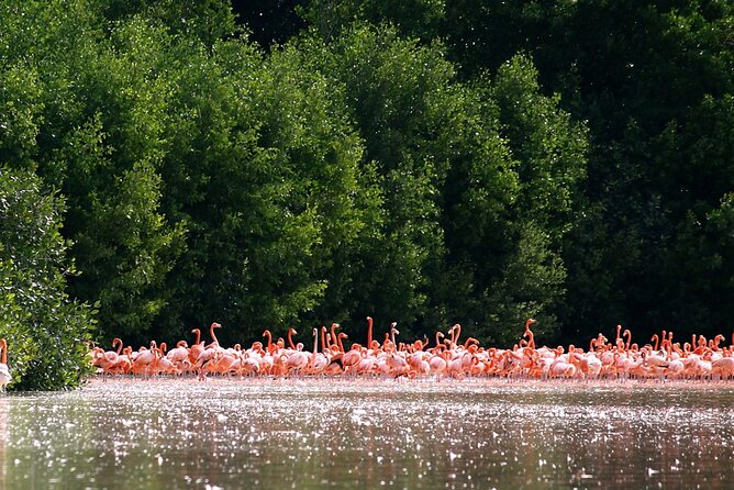 Private Tour Celestun Flamingo Watching and Beach - Logistics Details