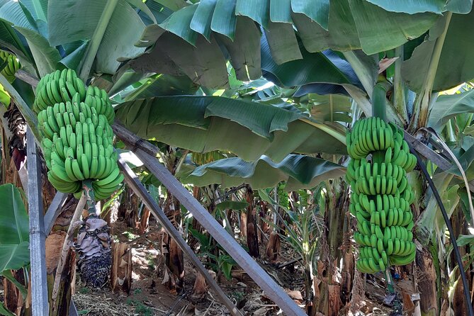 Private Tour of Banana Farm From Funchal - Booking Information