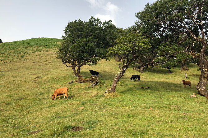 Private Tour of Fanal Park Ancient Trees - Additional Information and Accessibility