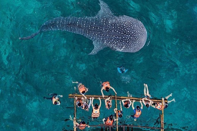 Private Tour: Oslob Cebu Whale Shark Experience - Additional Information