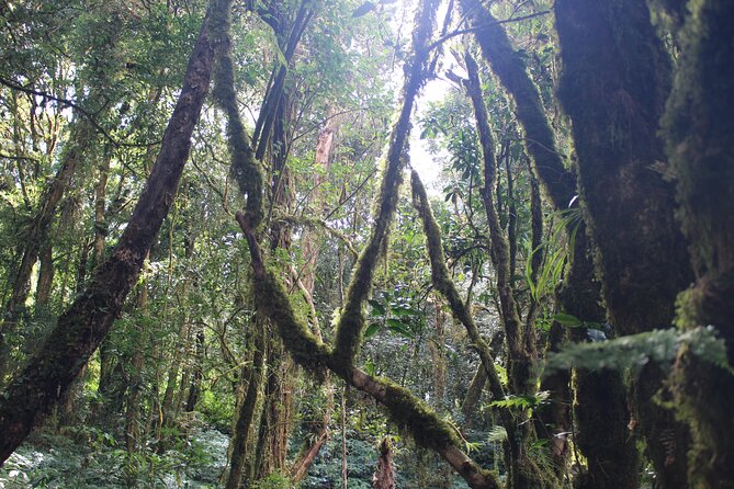 Private Transport to Doi Inthanon National Park- Highest Spot in Thailand - Meeting and Pickup Details