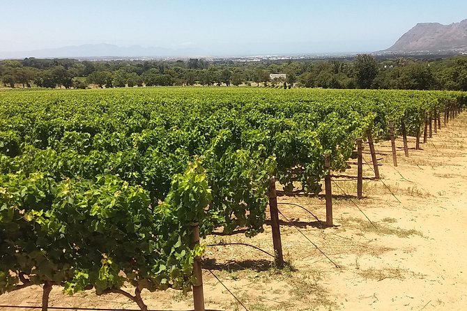 Private Visit to the Wineries Stellenbosch Franschoek From Cape Town Full Day - Expert Tour Guide