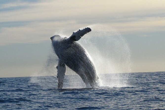 Private Whale Watching in San José Del Cabo - Customer Reviews and Host Response