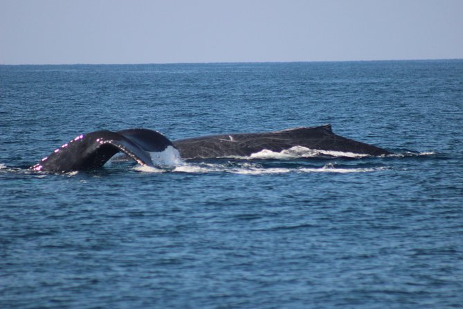 Private Whale Watching Tour in Puerto Vallarta - Safety Measures