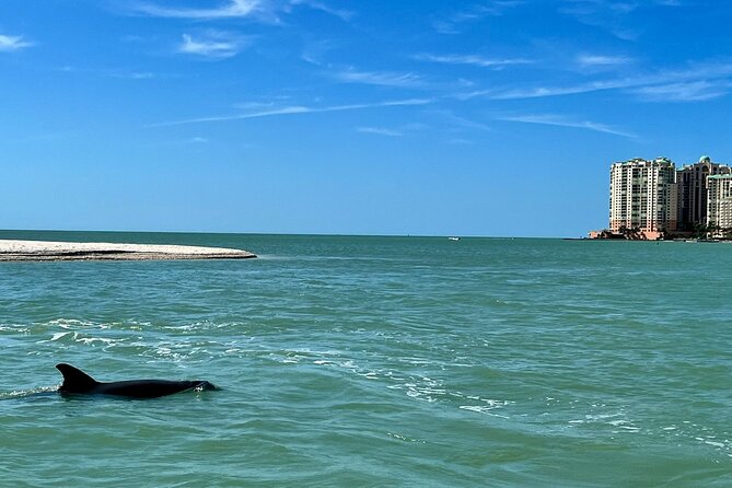 Private Wild Dolphin Boat Tour - Traveler Photos