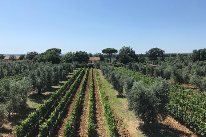 Private Wine Tour - 2 Beautiful Wineries and Lunch in the Heart of Bolgheri - Customer Reviews