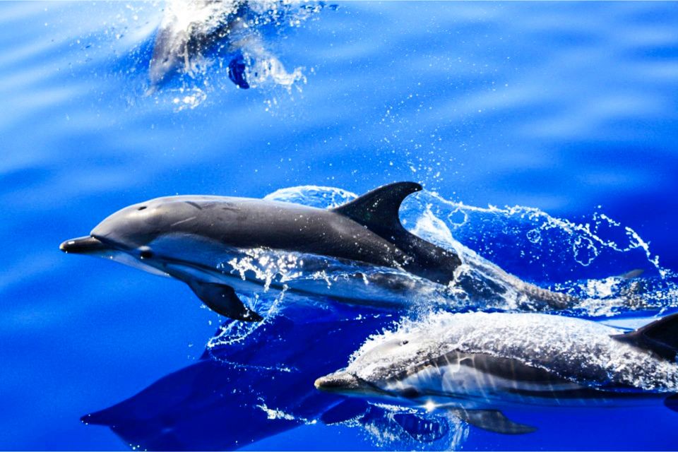 Puerto Del Carmen: Dolphin-Watching Speedboat Tour With Swim - Customer Reviews