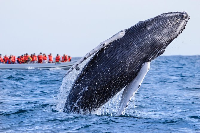 Puerto Vallarta Whale-Watching Tour - Health and Safety Guidelines