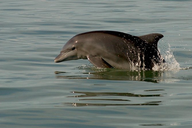 Puerto Vallarta Wildlife Boat Tour - Testimonials and Ratings