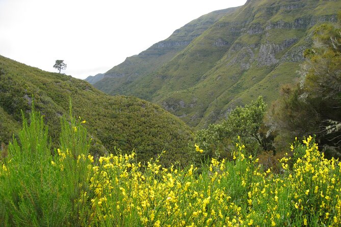 Rabacal Small-Group Half-Day Levada Walk  - Madeira - Booking and Confirmation