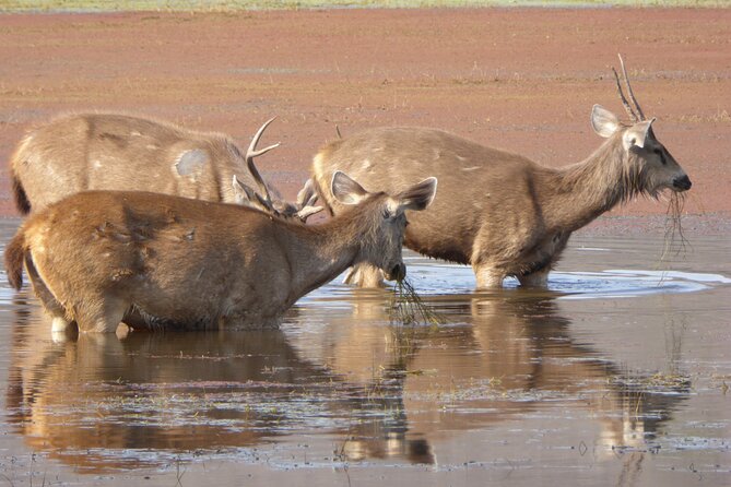 Ranthambore National Park - Best Time to Visit