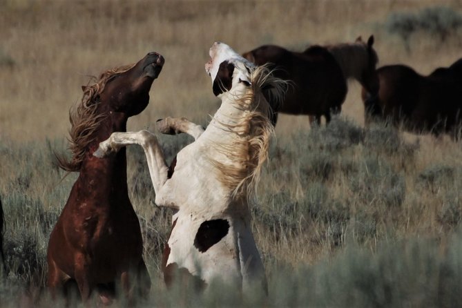 Red Canyon Mustang Tour 8am - Guide Information