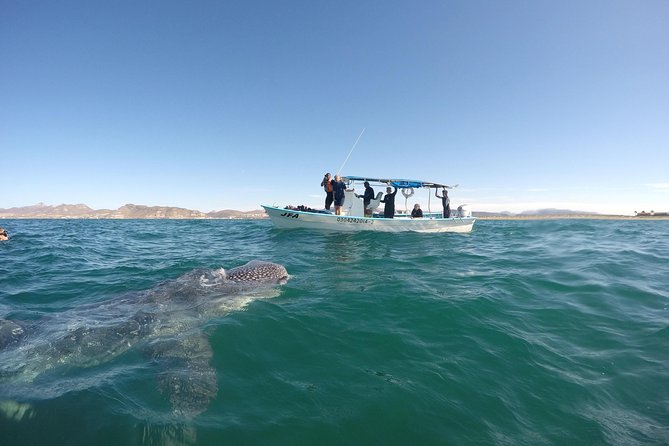 Reduced Group Whale Shark Tour - Traveler Reviews