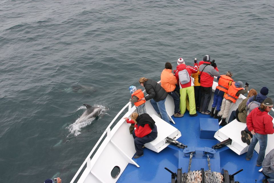 Reykjavik: 3-Hour Whale Watching Tour - Booking and Cancellation Policy