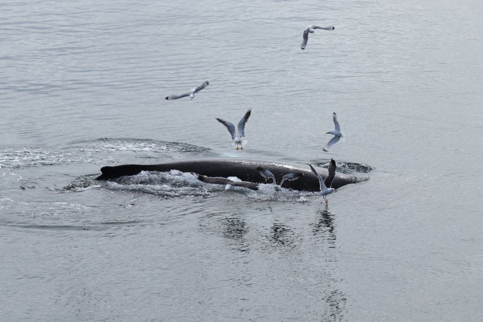 Reykjavik: Best Value Whale Watching Boat Tour - Important Information