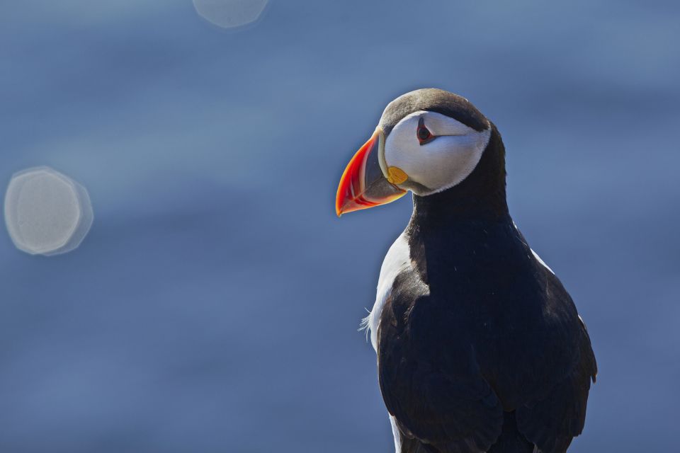 Reykjavik: Half-Day Whales and Puffins Cruise Combo Tour - Tour Highlights