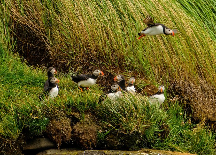 Reykjavík: RIB Speed-Boat Puffin Watching Tour - Review Summary